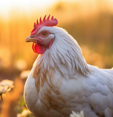 комбикорм для птиц